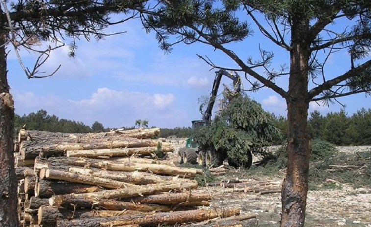 ​El sector del monte reclama a la Xunta que no apruebe con prisas el plan forestal