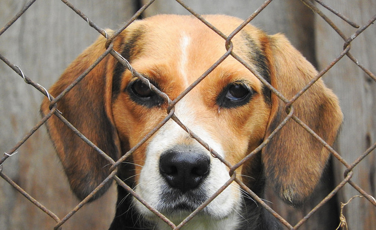 Ayudas de la Xunta para adoptar perros o gatos abandonados: hasta 150€ por animal