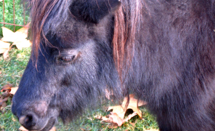 157.000 firmas piden la prohibición de atracciones con ponis, caballos y burros en ferias y fiestas