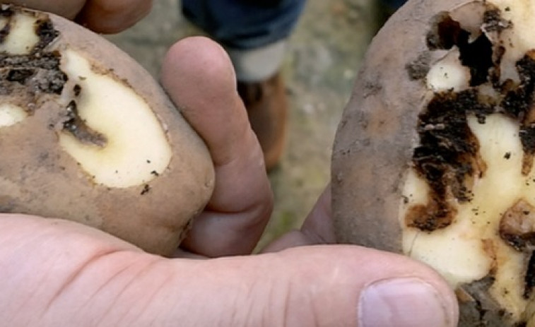Alerta por la expansión de la plaga de la patata a Carballo, limítrofe Coristanco, una de las mecas de patata gallega
