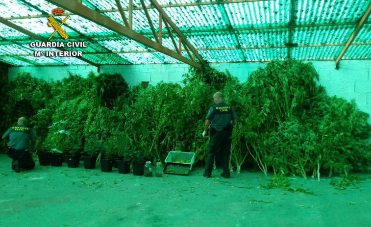 La Guardia Civil interviene tres plantaciones de marihuana en Arbo con cerca de un centenar de plantas