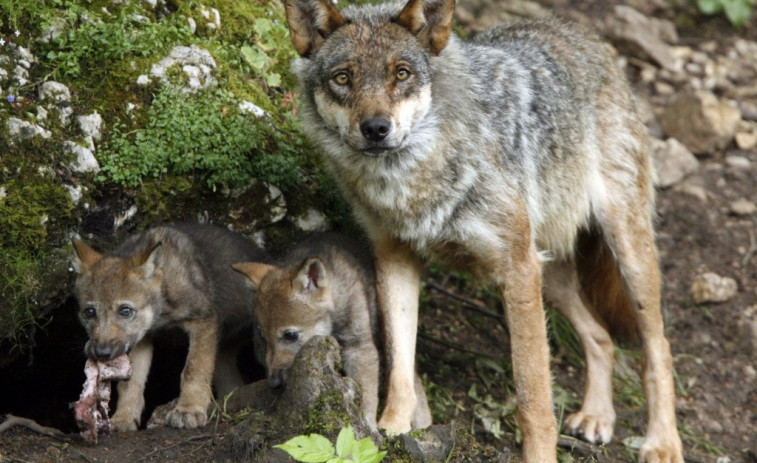 La Xunta lleva hasta Bruselas la decisión del Gobierno de España de proteger al lobo ibérico frente a la caza