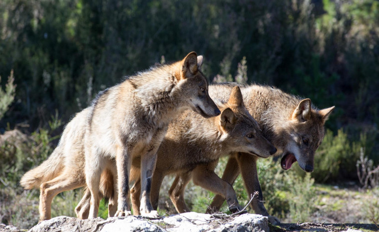 Temor a una superpoblación en Galicia y más daños a los ganaderos si se prohíbe la caza del lobo ibérico