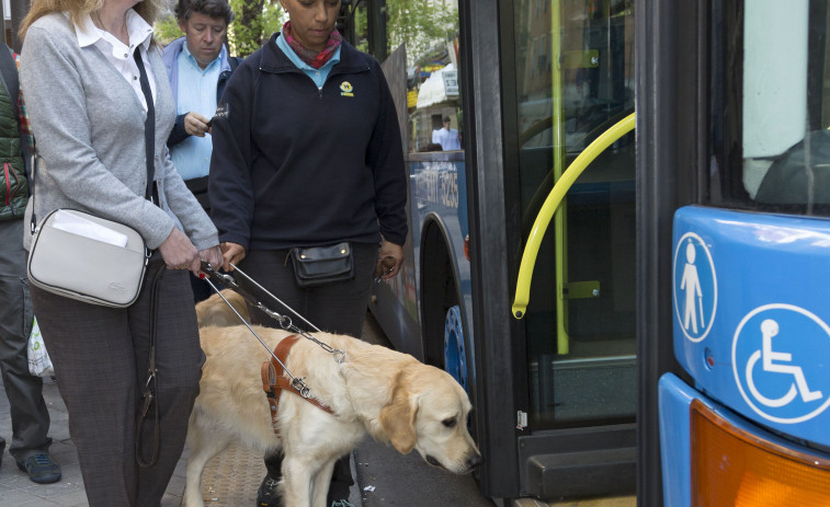 ​Los perros guía de A Coruña exigen su derecho de acceso al transporte público par ayudar a las personas ciegas