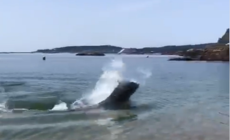 (VÍDEO) ¿Está Manoliño de visita en las Rías Baixas? El delfín más famoso de Galicia sorprende a los bañistas con sus cabriolas