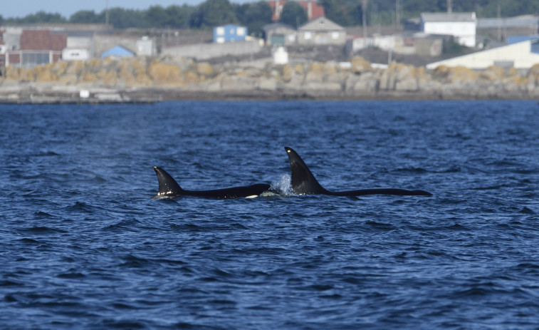 Gael y Prior, las dos orcas que se dejaron ver en la la ría de Arousa y que fueron identificadas por el CEMMA