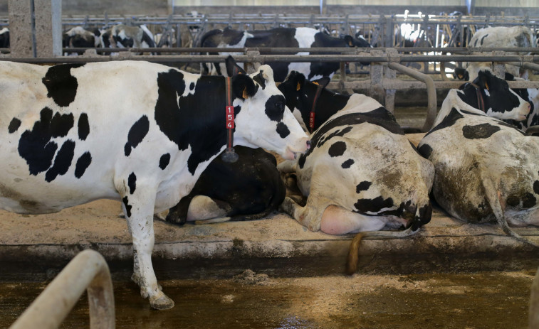 Un trabajador extranjero muere en una granja de vacas en Friol, Lugo