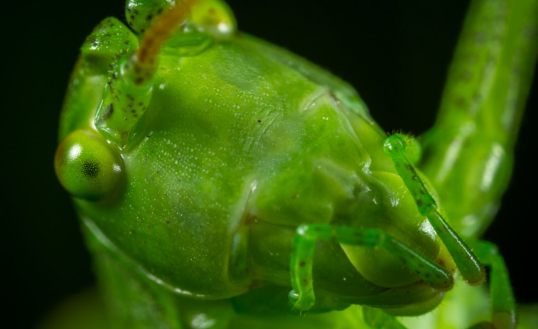 Los insectos comunes están desapareciendo a una gran velocidad, alerta un estudio científico