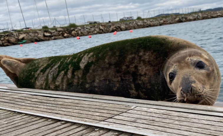 Si ves un lobo marino, como el de Oza (A Coruña), no debes localizar su foto en redes, según los expertos