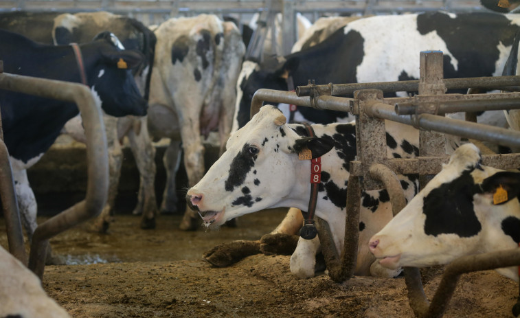 ¿Por qué las granjas gallegas son las únicas de España que cobran menos de 50 céntimos por litro de leche?