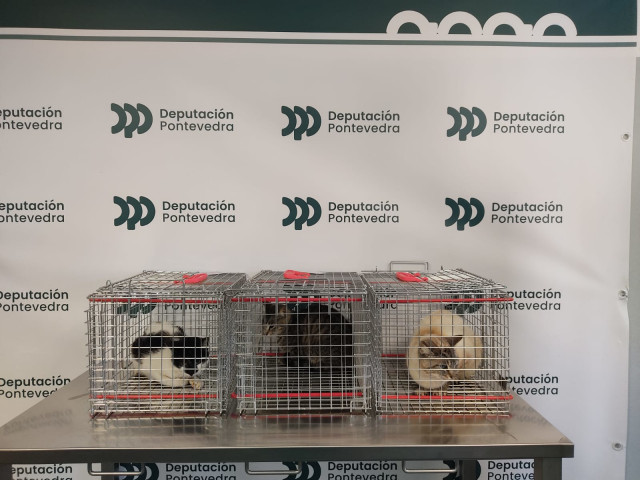 La Diputación de Pontevedra inicia el programa de esterilización felina de colonias.