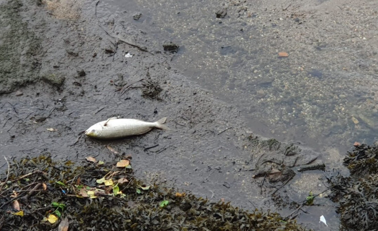 ¿Qué mató a los peces del Lérez? Ecologistas acusan a Ence Pontevedra, que lo desmiente