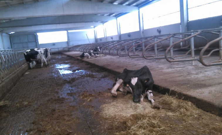 Denuncian a pasividade de Medio Rural ante a morte de vacas en Santa Comba