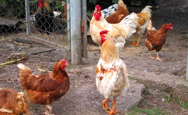 ​35 concellos están obligados a censar los gallineros familiares por la amenaza de la gripe aviar