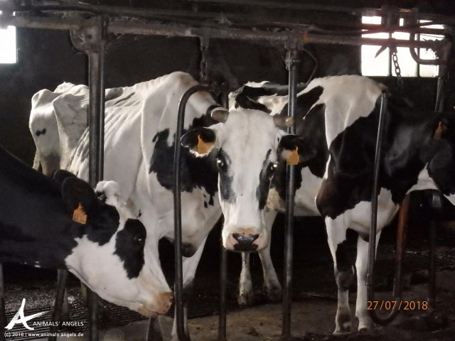 ONG alertan de que más de la mitad de las vacas gallegas están reventadas