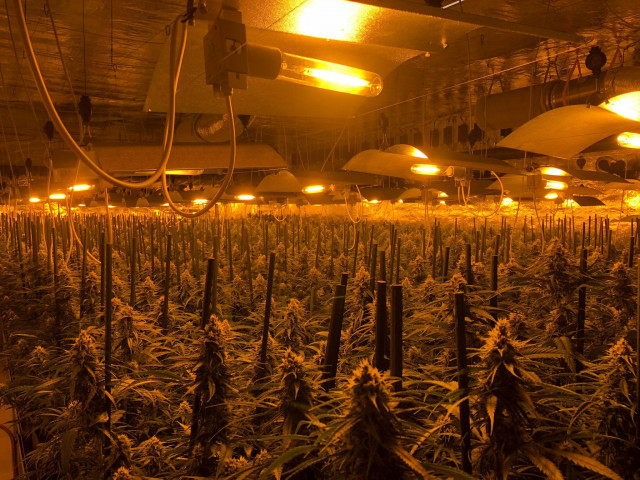 Plantación de marihuana localizada en Barreiros (Lugo).
