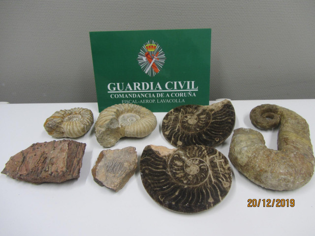 Fósiles incautados por la Guardia Civil en el aeropuerto de Santiago