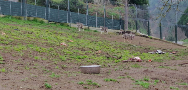 Lobo ibérico con tres cachorros híbridos intervenidas por el Seprona en una finca en Quintela de Leirado (Ourense).