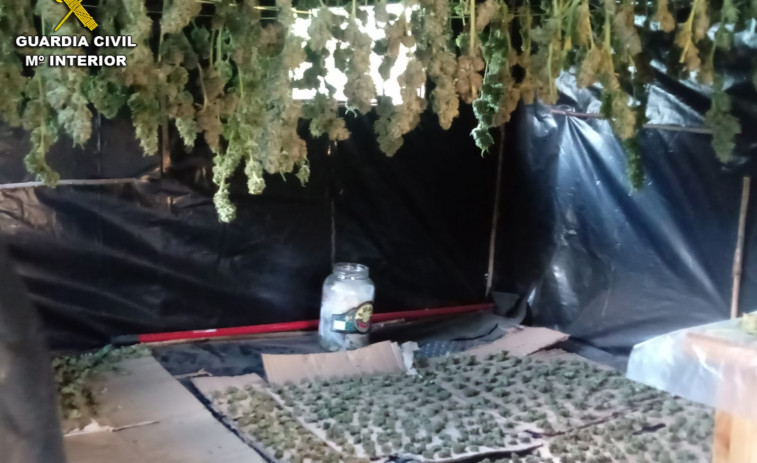 La Guardia Civil desmantela una plantación de marihuana en Soutomaior, la quinta en tres días
