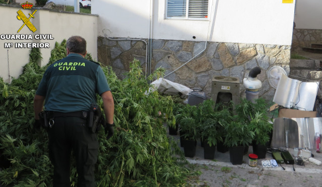 Plantas de marihuana localizadas por la Guardia Civil en un invernadero de Vilanova de Arousa (Pontevedra), cuyo dueño está investigado penalmente por tráfico de drogas y defraudación del fluido eléctrico.