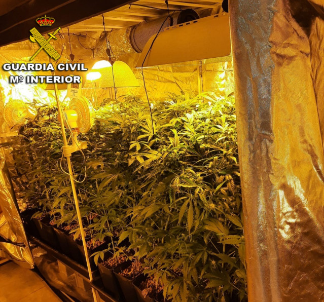 Cultivo 'indoor' de marihuana localizado por la Guardia Civil en una vivienda en A Cañiza (Pontevedra).
