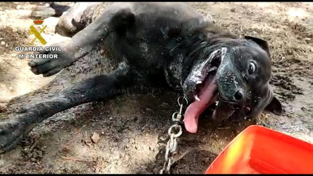 Perro muerto por supuesto envenenamiento por lo que ha sido investigada una vecina de Boiro (A Coruña) por maltrato animal.