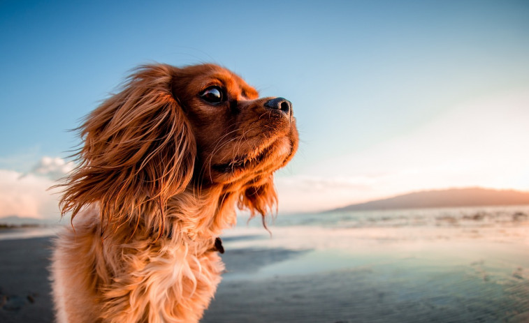 Playas para perros y otros consejos para refrescar a nuestra mascota este verano