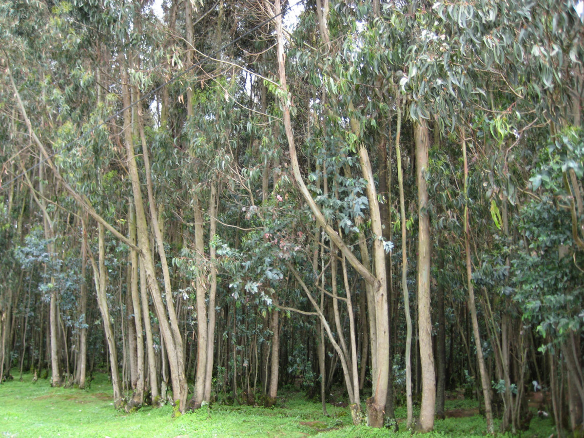 Más de 1.000 árboles autóctonos sustituyen a eucaliptos en Lousame