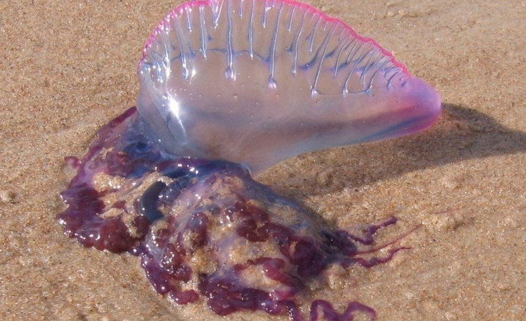 A Coruña cierra el baño en Riazor, Orzan y otra playa por la presencia de medusas