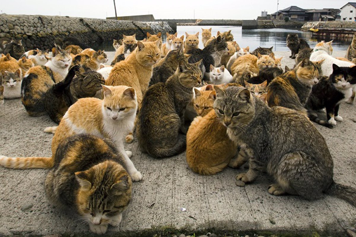 Gatos callejeros
