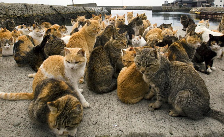 Girona esteriliza a prácticamente nueve de cada diez gatos callejeros para controlar las colonias felinas