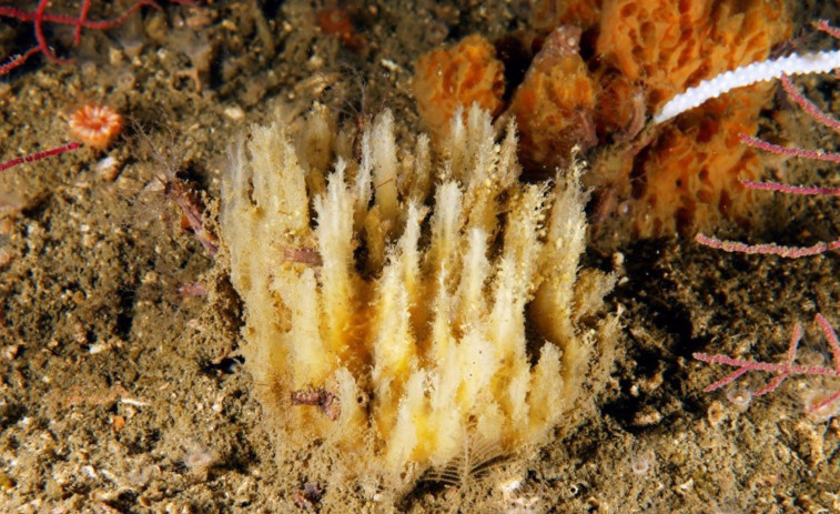 Nueva especie de esponja marina encontrada en aguas gallegas